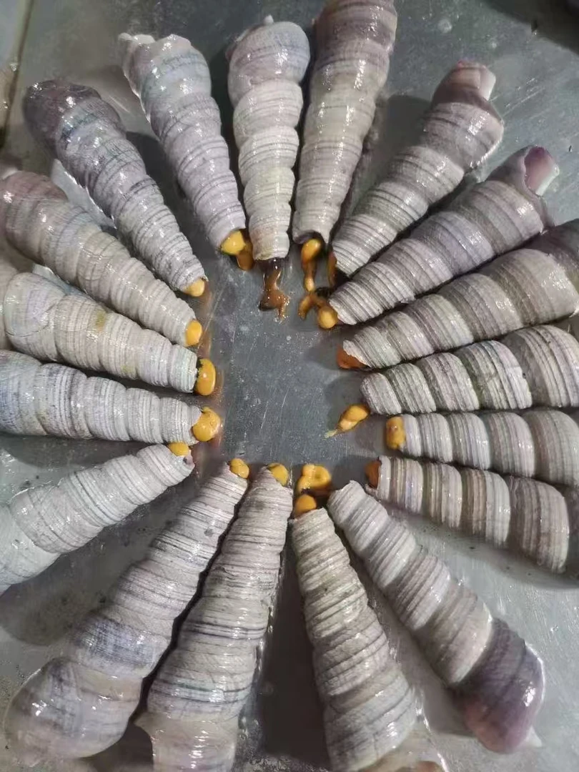 东港纯野生大个丁螺40个头左右顺丰包邮！