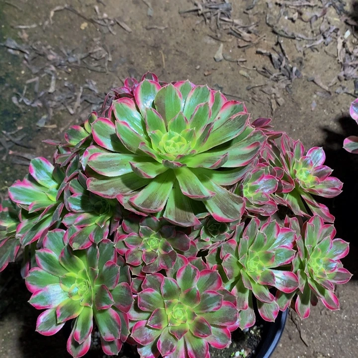 无花朵安娜 0000000