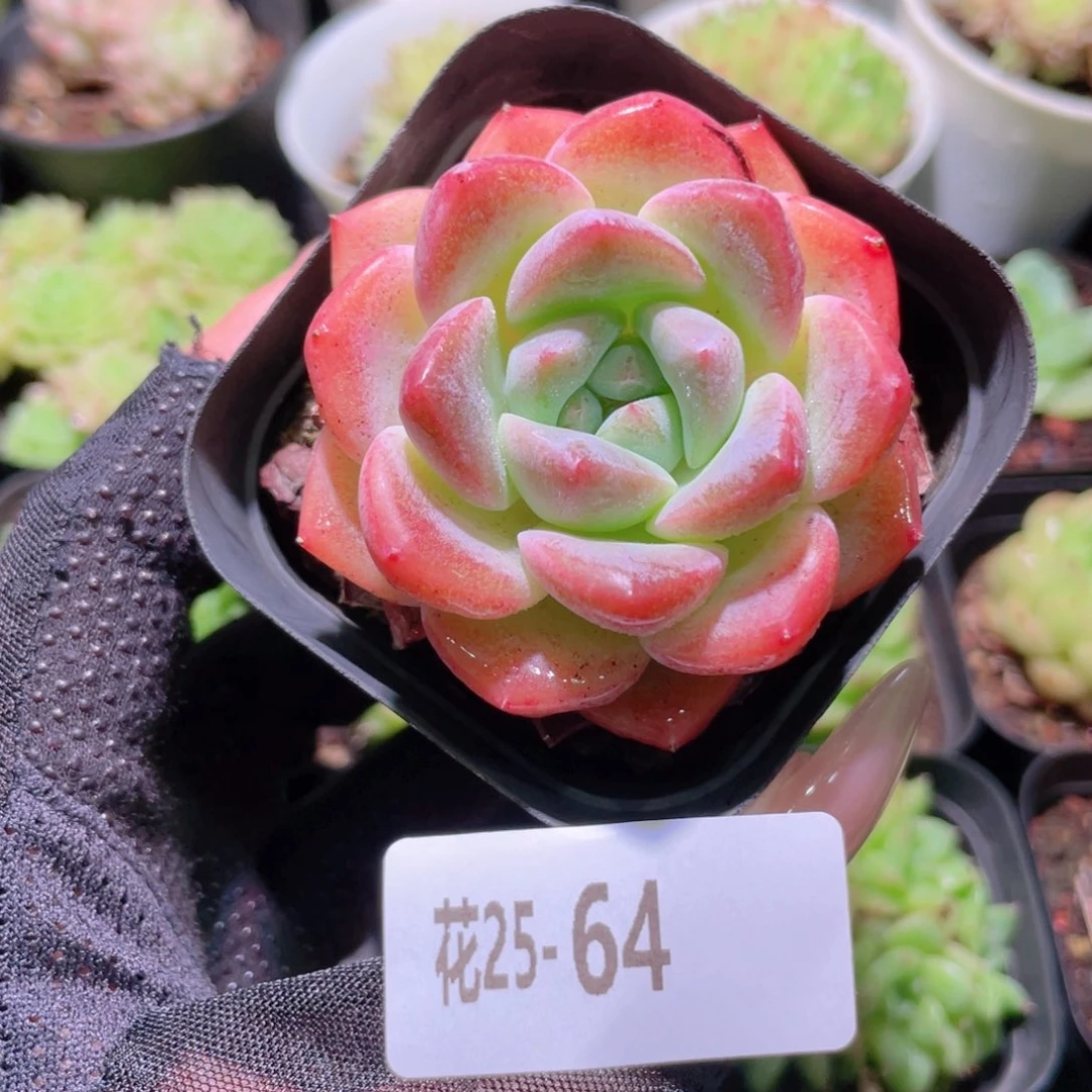 花利美25-64冰糖单头