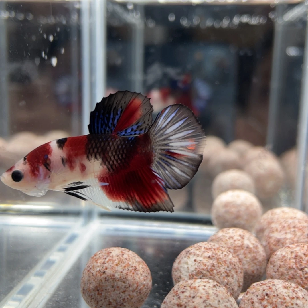 斗鱼12.28 koi熊猫 03