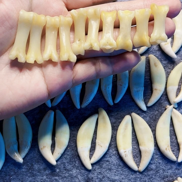 非金属无原生趾骨5对