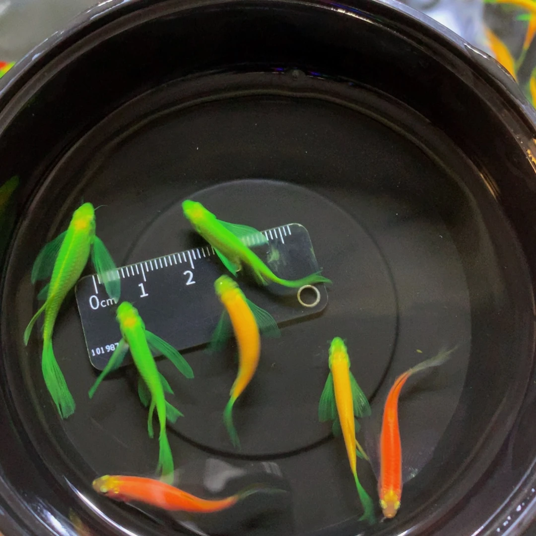 斑马鱼蝶翼斑马混搭7条（3-4厘米）