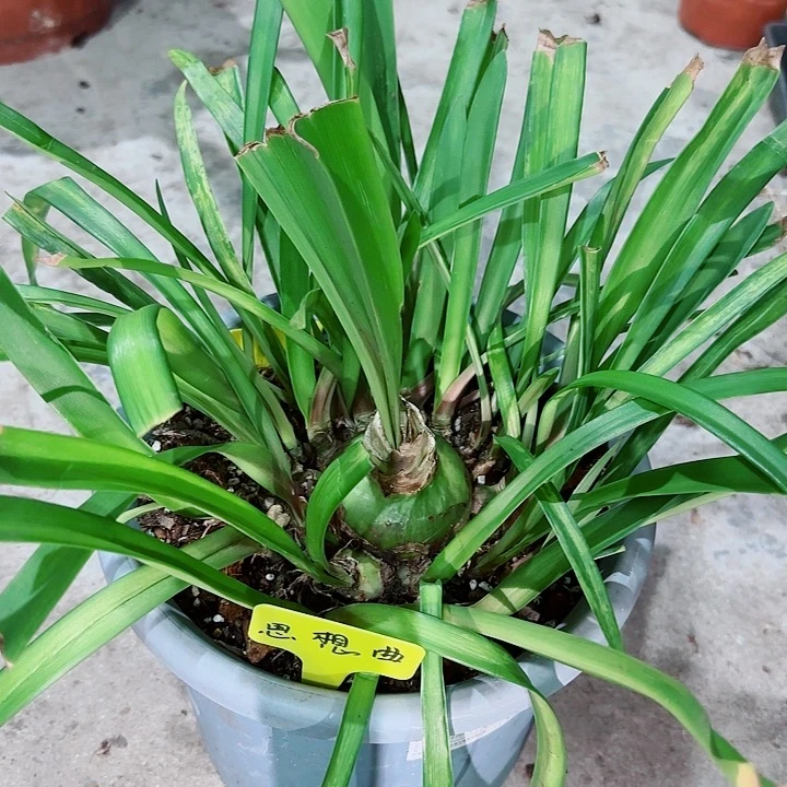 思想曲一坨，裸球发货