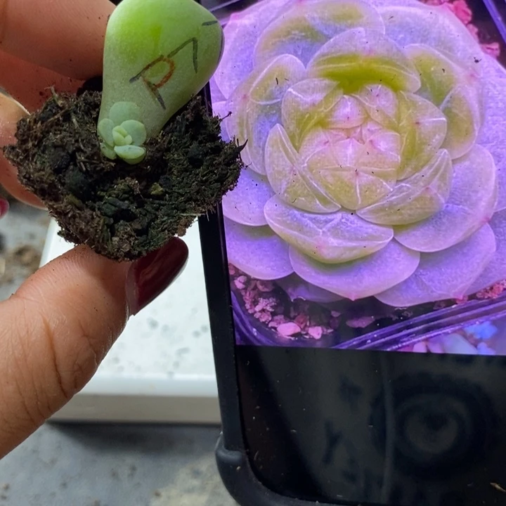 甜心p77芽苗一个多肉