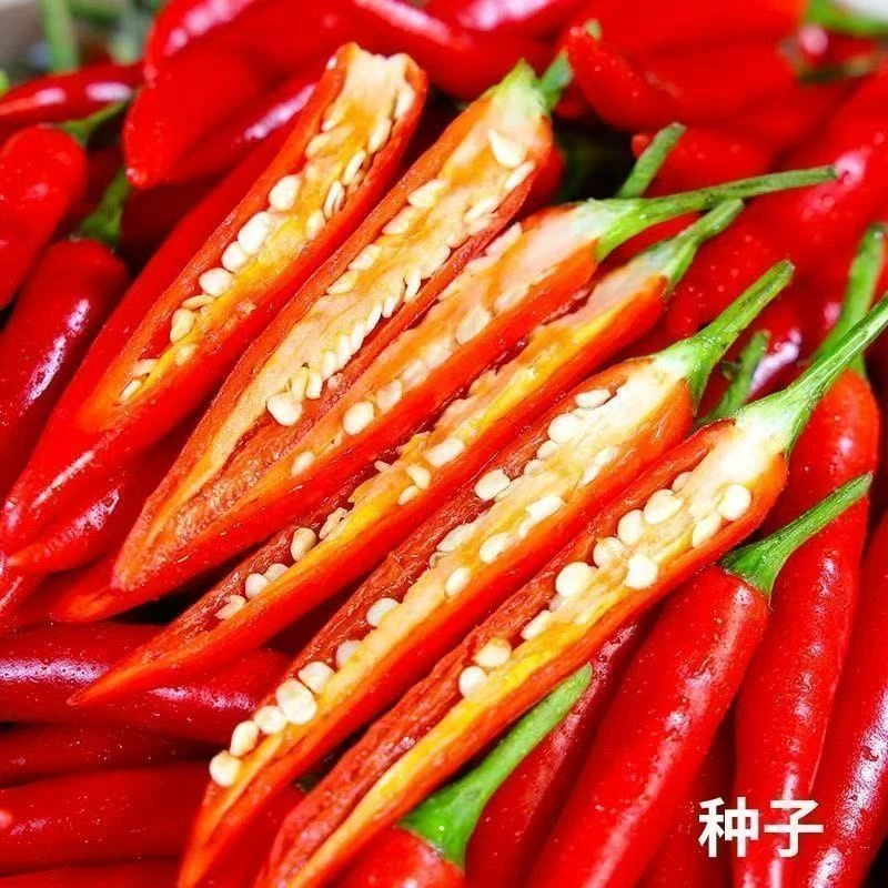 小米辣特辣辣椒小米椒朝天椒特辣超辣红辣椒新鲜正宗鲜椒