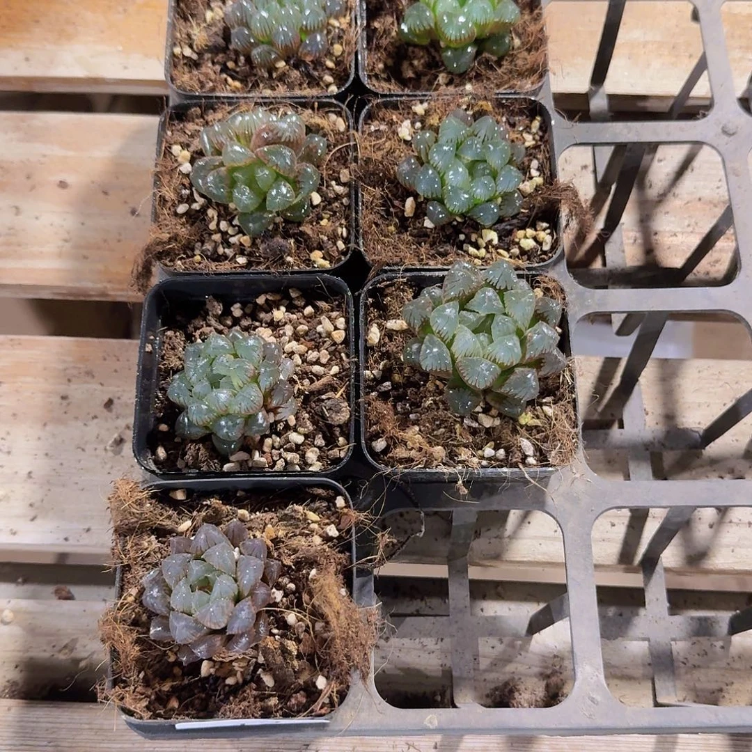 直播福利一物一拍12