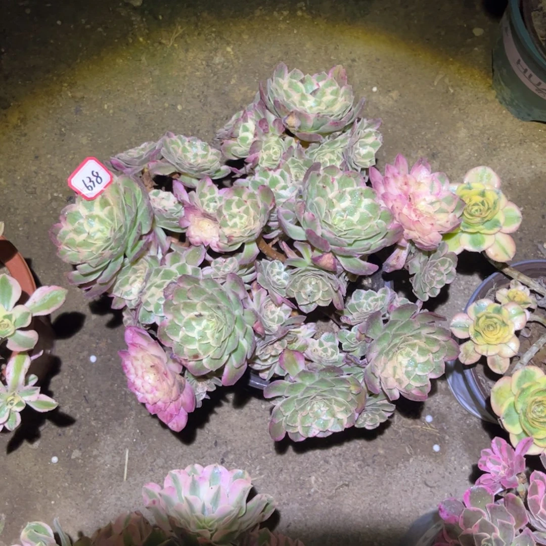 638多肉植物倾城变异