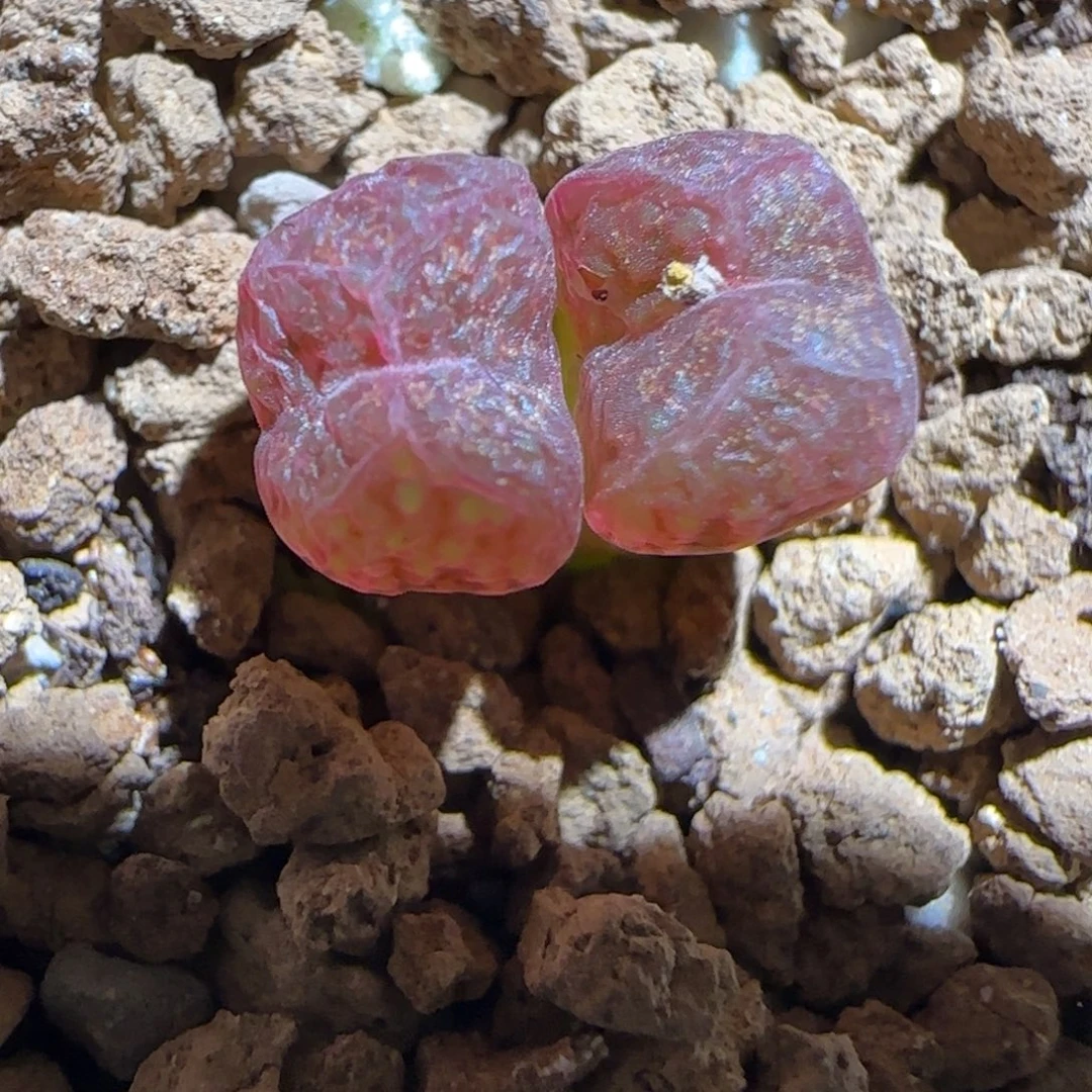 肉锥多肉植物好看-绒面红勋章1574