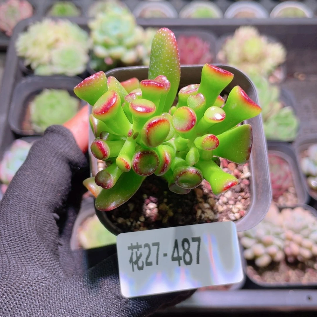 花利美27-487吸财树