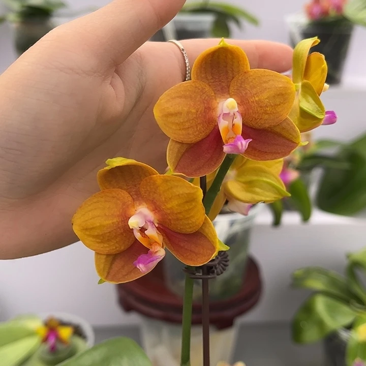 完全开放2.5寸杯米罗咖喱