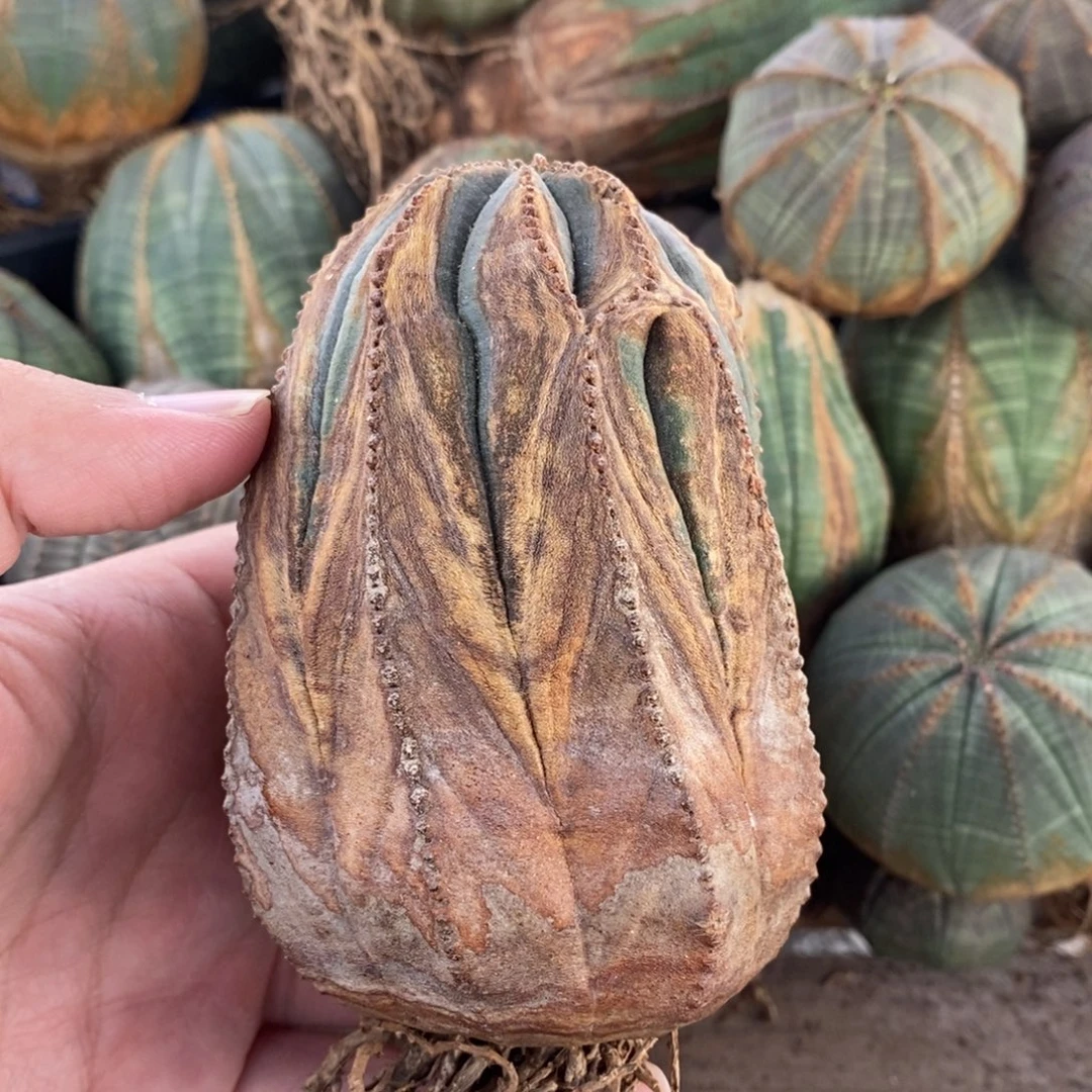 38欧系实生布纹球多肉植物