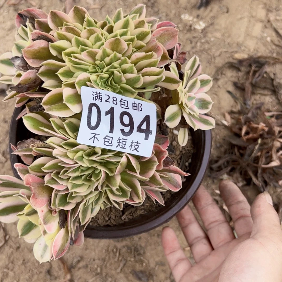 0194多肉植物法师女巫缀