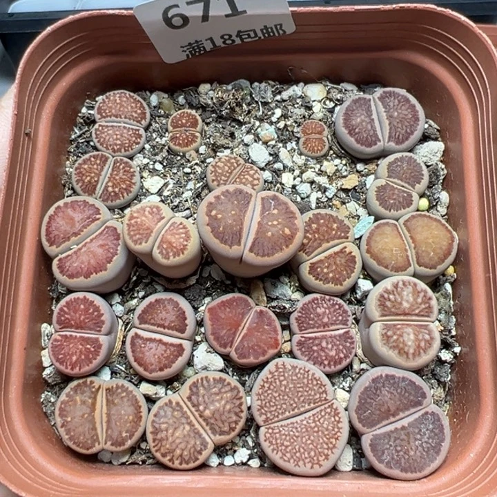 【闪购商品】671……