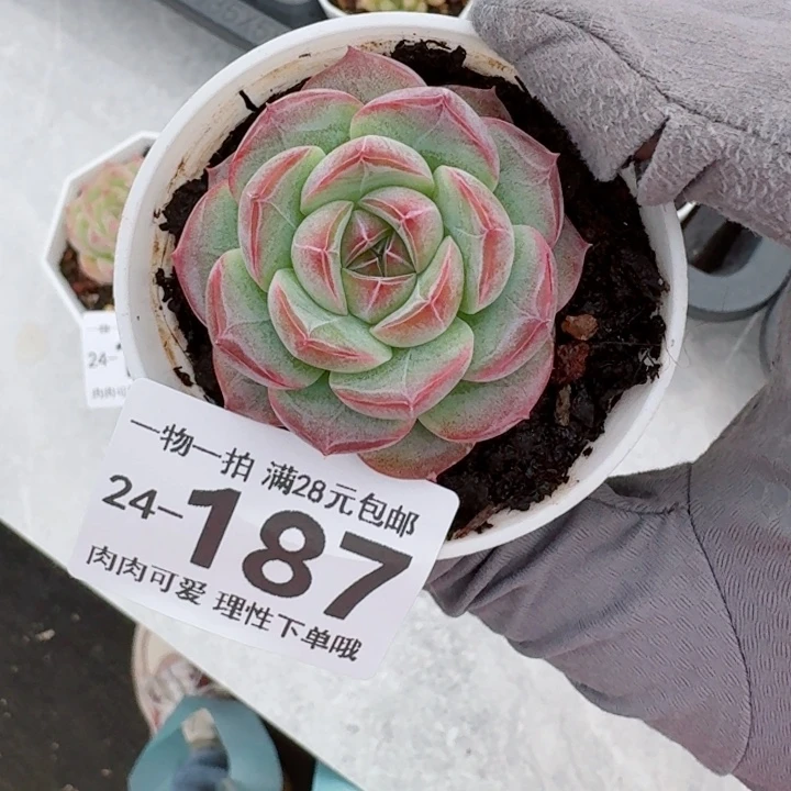 玄女多肉多肉植物多肉植物