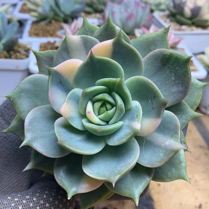 039贝加尔湖锦锦锦锦锦锦锦