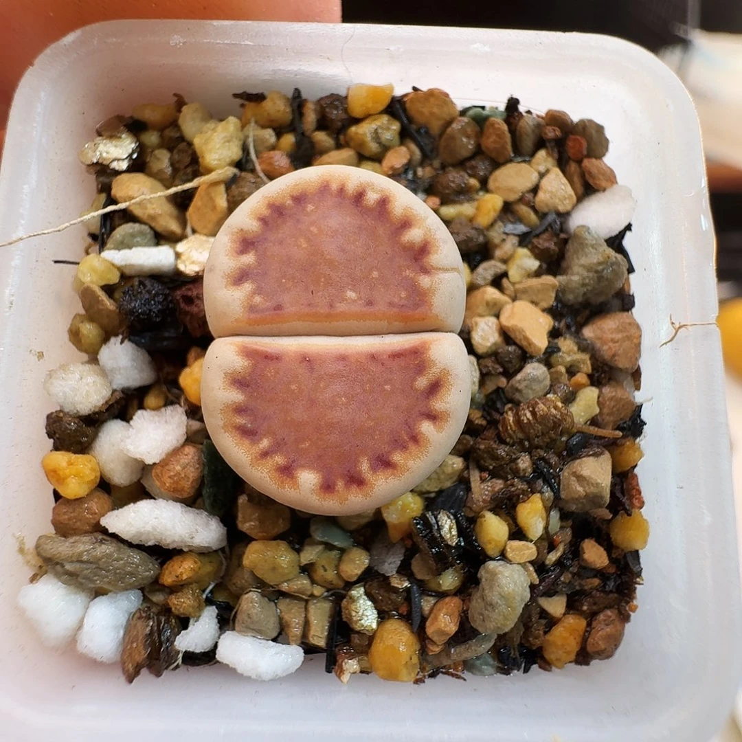 多肉植物福利肉锥草莓饼干822