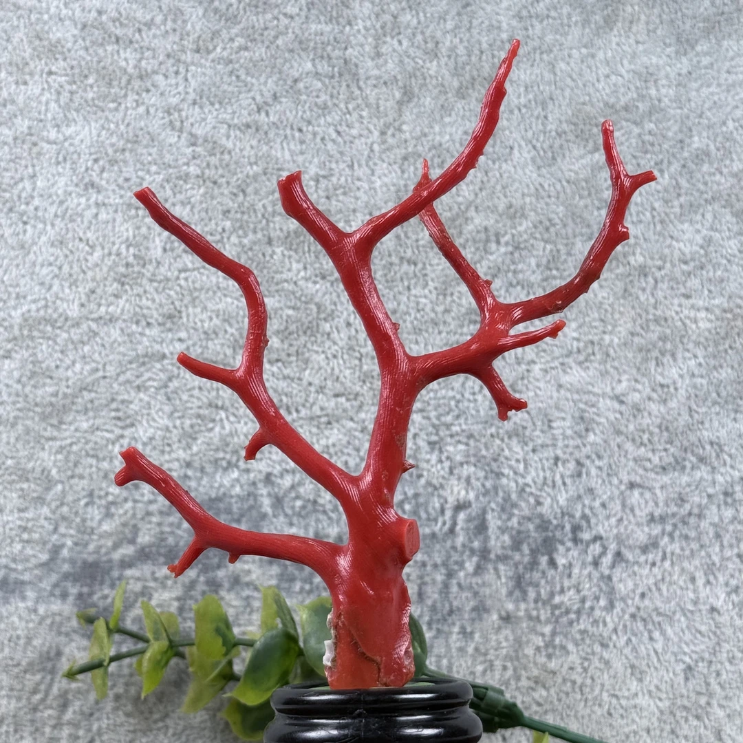 天缘绮彩天然红珊瑚无拼接树形家居摆件送底座