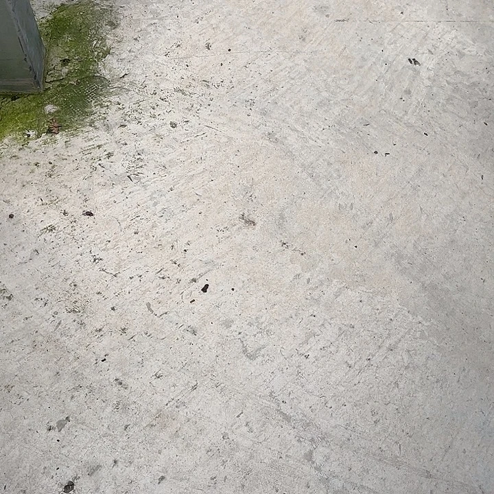 不开花植物带盆发货补差价链接