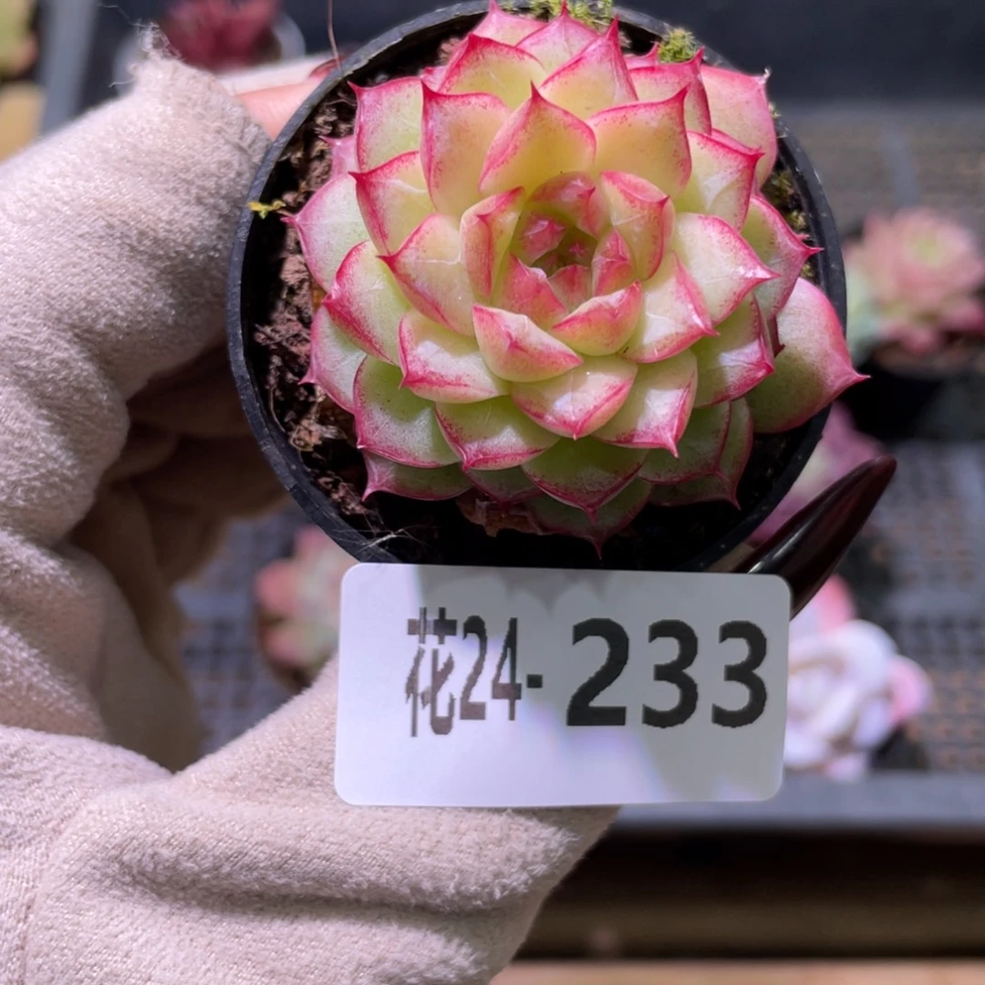 花利美24-233女王玫瑰