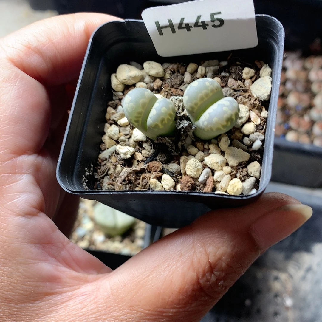 H445多肉植物保护