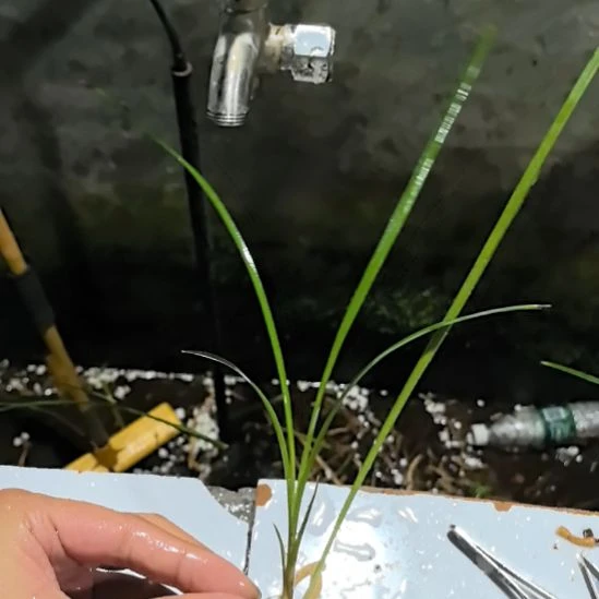 完全开放红满天龙头苗中等苗
