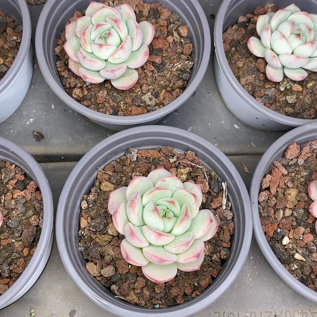 团。单头小香草。福利多多