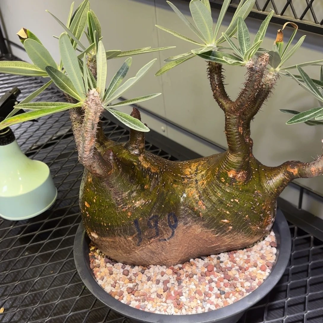 块根福利特惠活动