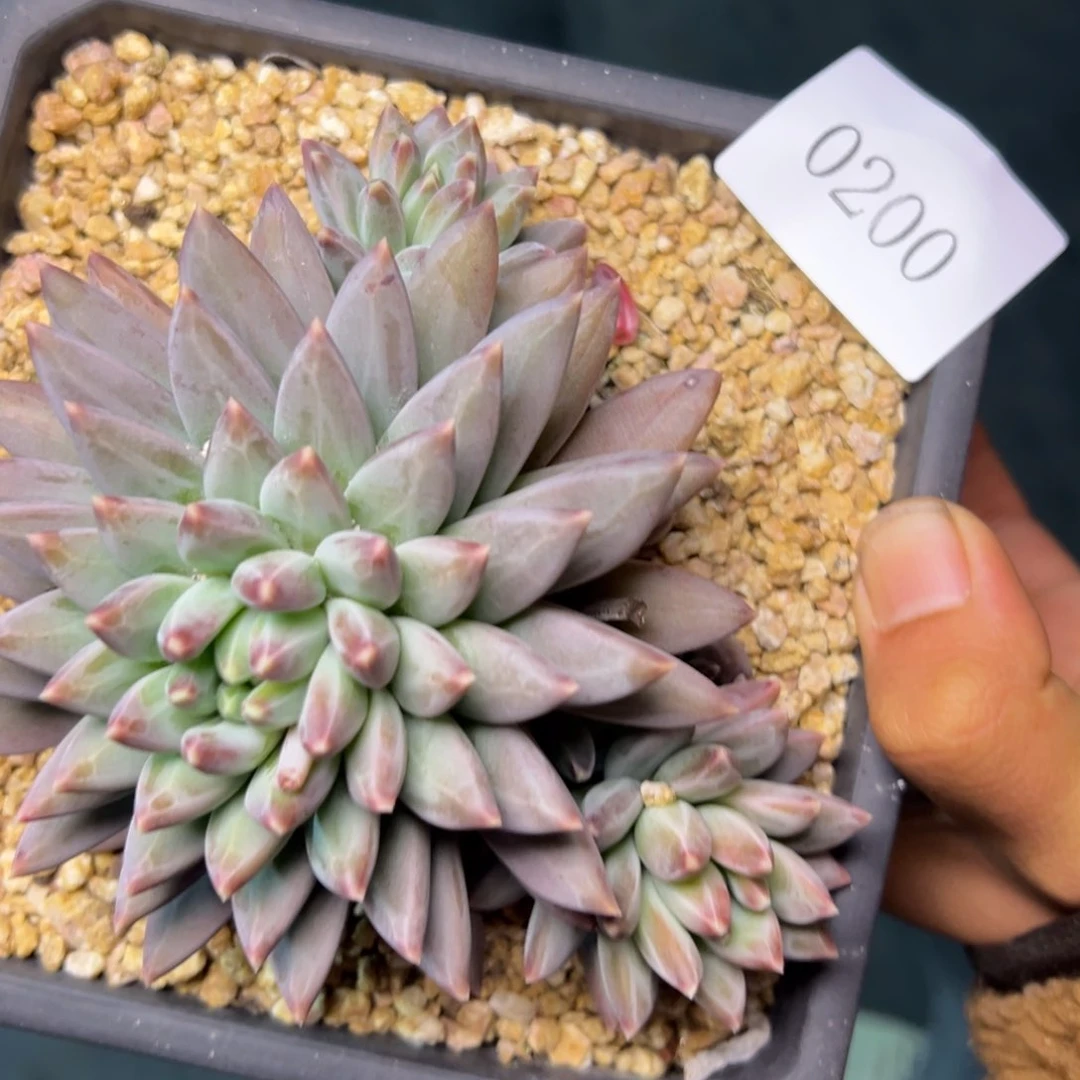 J***简0200肉多么多么