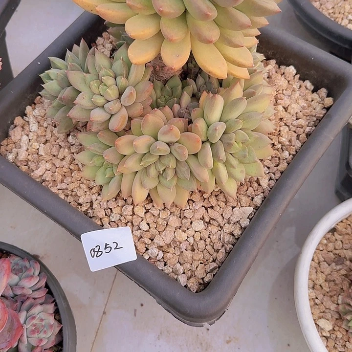 星***美0852红象牙多肉植物