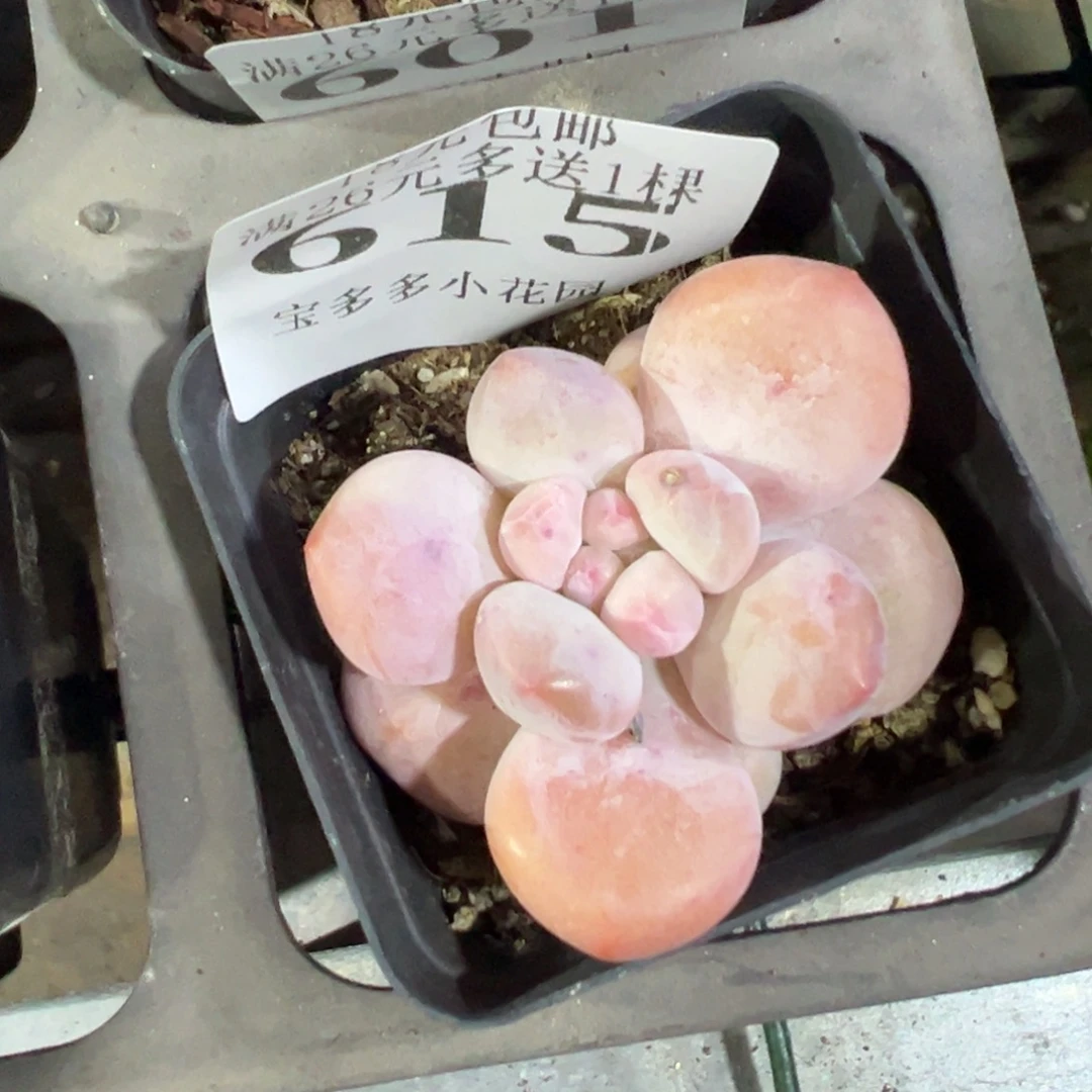 615号奶豆一物一拍满18包邮