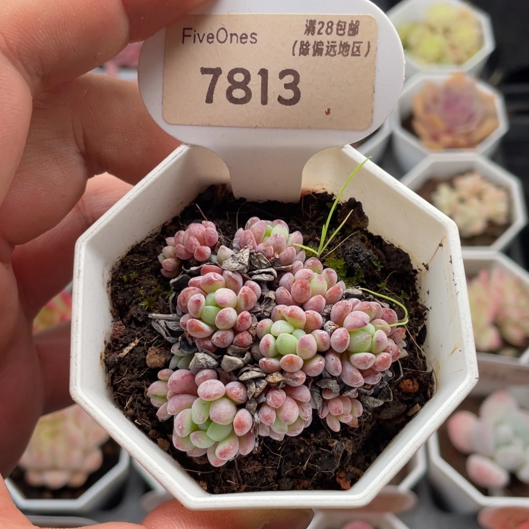 娜娅小精灵7813-5厘米