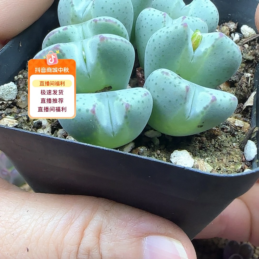 到***猫哈哈哈哈哈哈哈哈哈哈53480