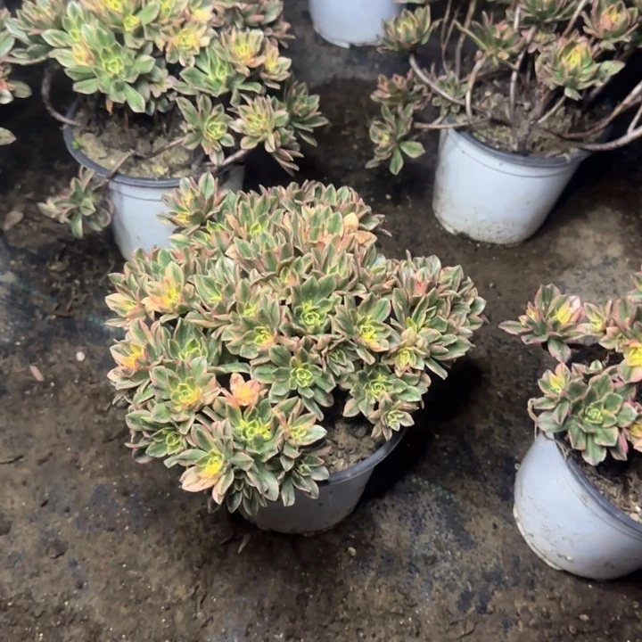 甜茶两单包邮。