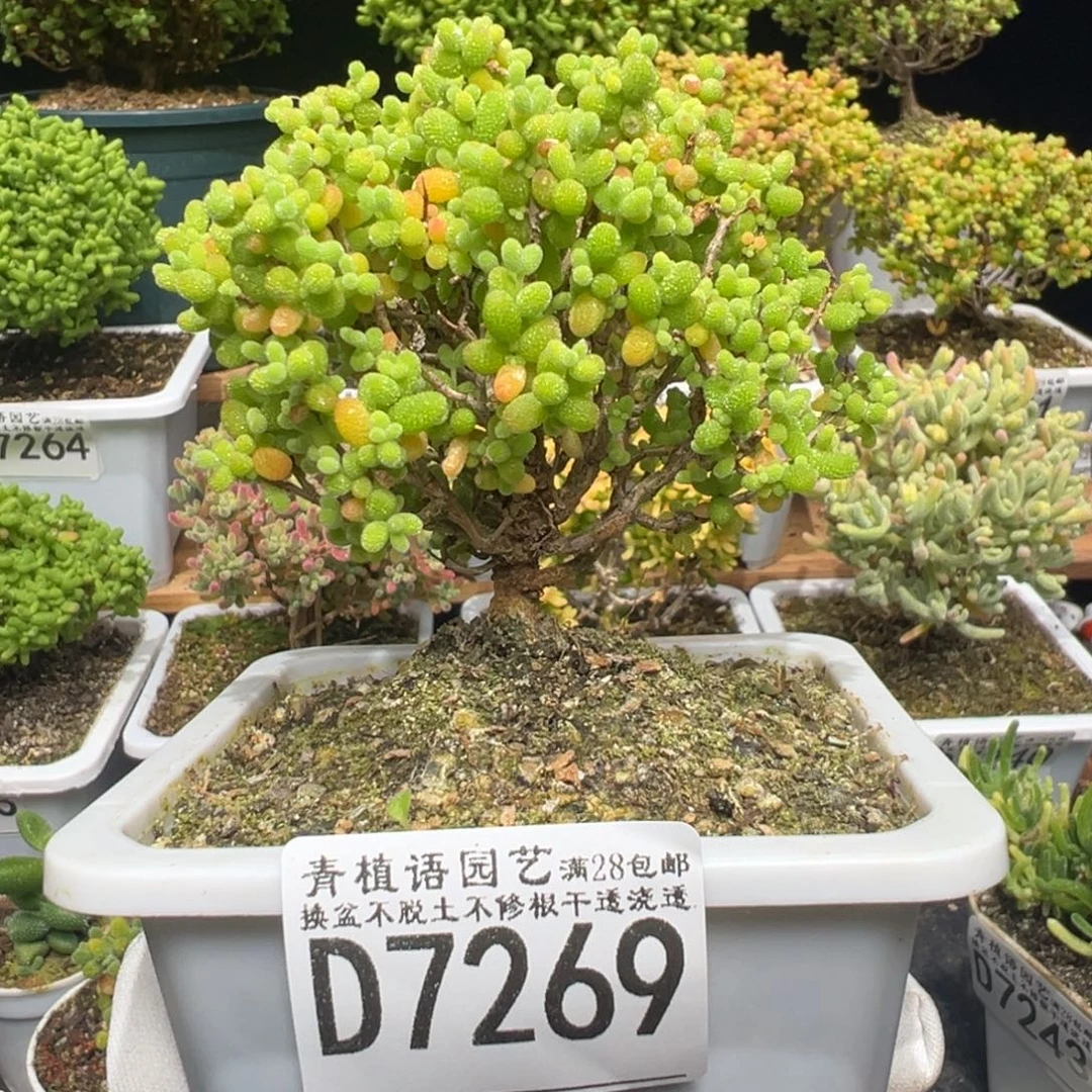 d8269金桔糖球枝干福利