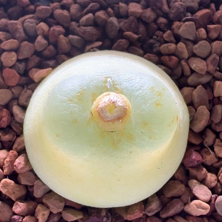 A577.  优选超好看啾啾窗四年1200拉登。