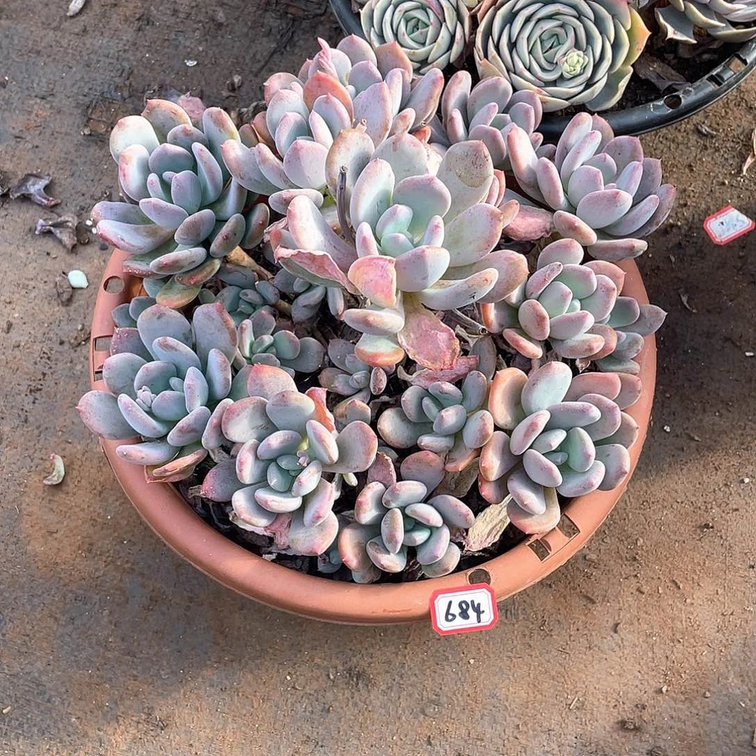 684灰姑娘 一物一拍多肉