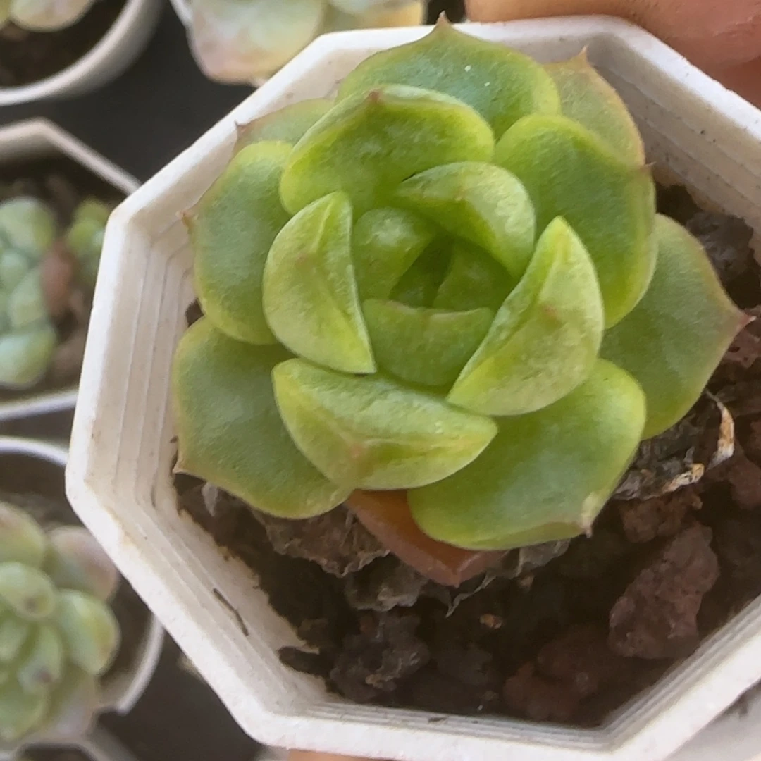 小卡拉米糖心一物一拍