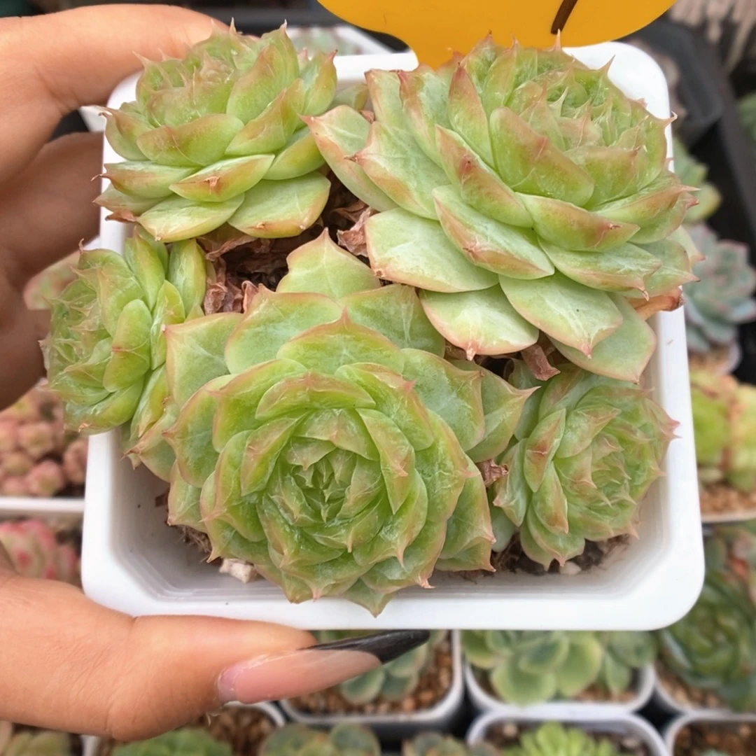 蔷薇珍妮群生3717号。
