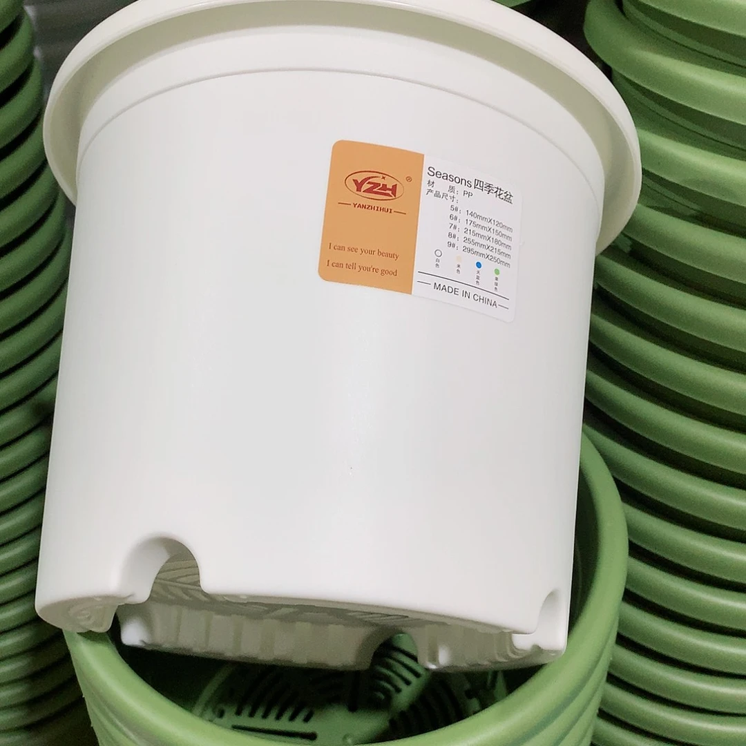 四季口21白10个无托