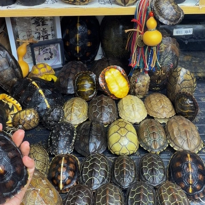 @***少有机玻璃龟甲手把件