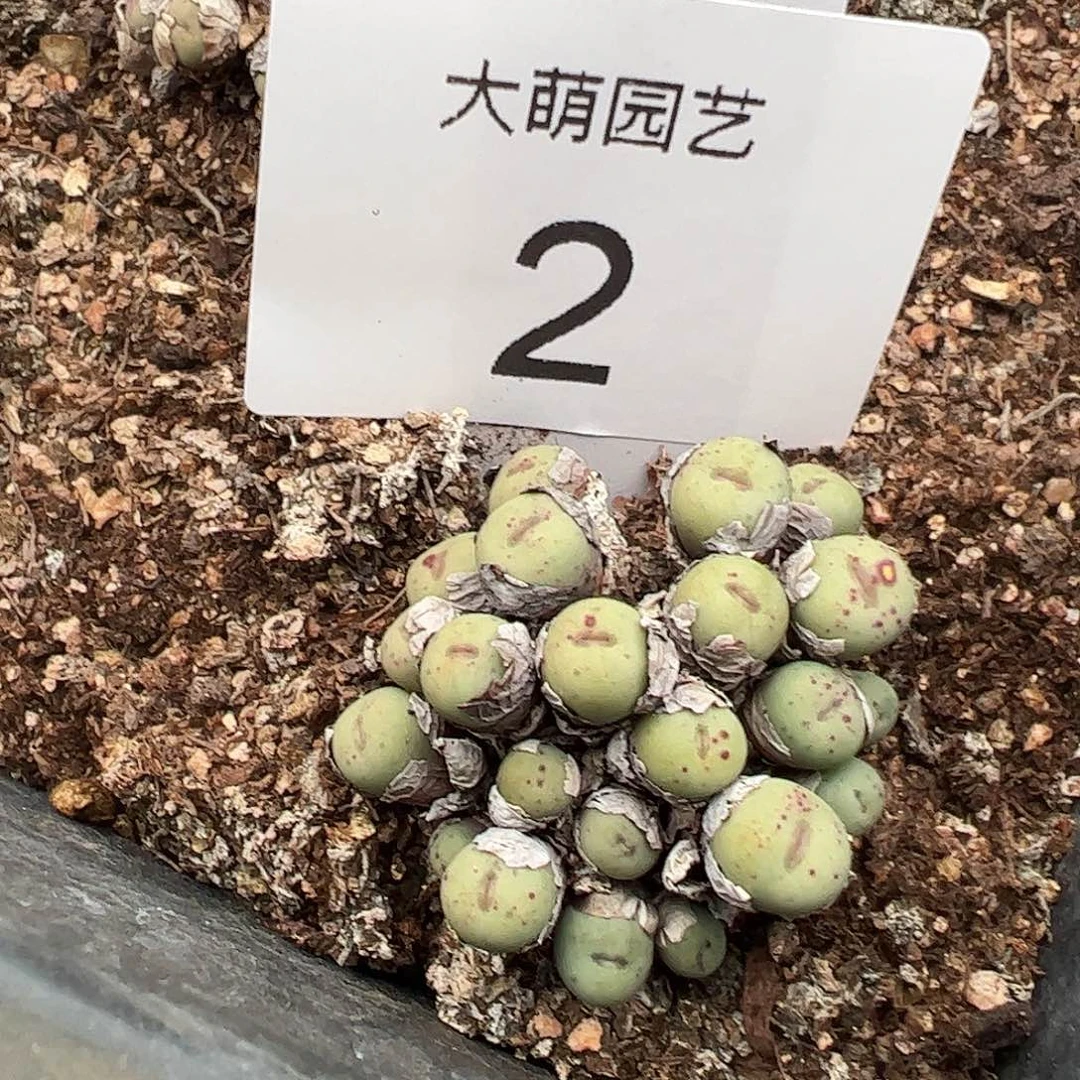 一物一拍。        2