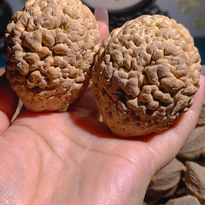 野生三瓣脑纹大金刚5364
