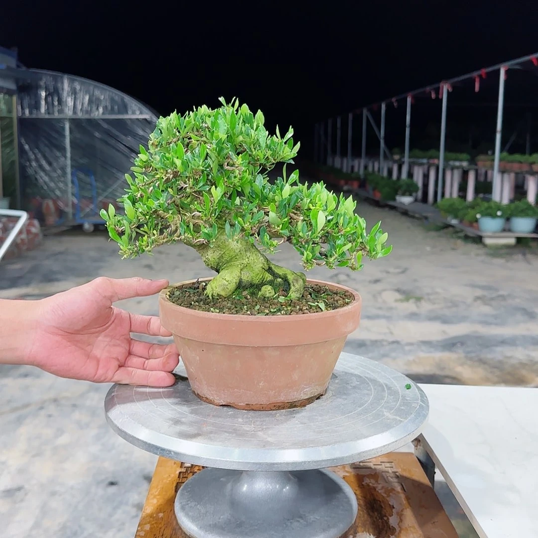 当前无花栽培后可以开花小*扬