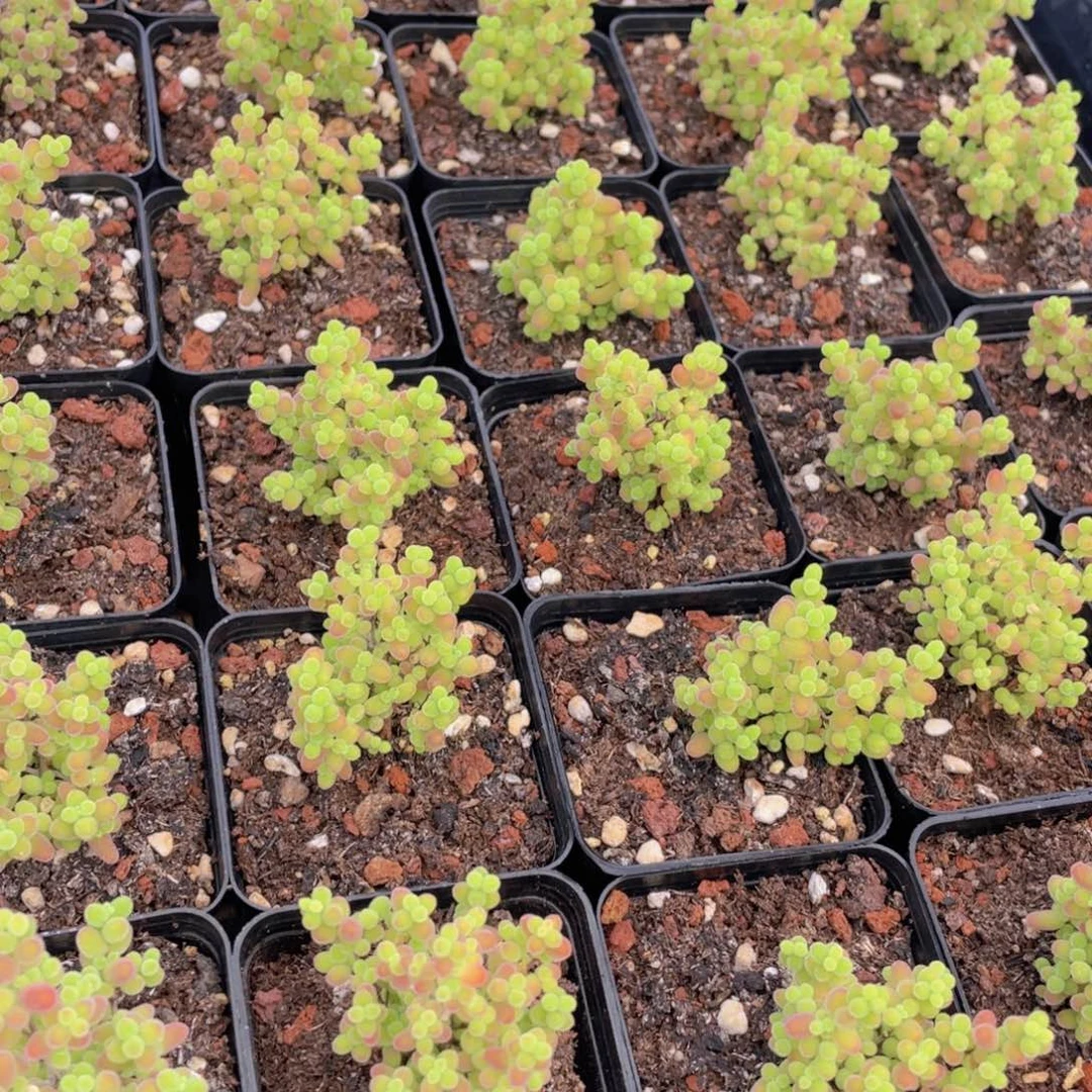 量拍58号 糖果色蜜橘枝干小树造型老桩群一个