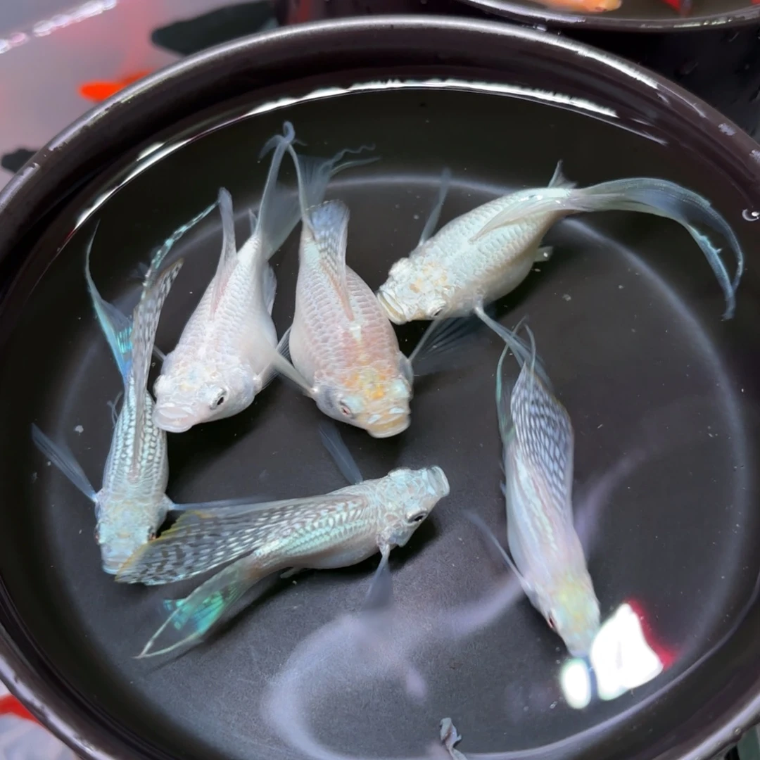 孔雀鱼玛丽球 银色燕尾 5➕1备损