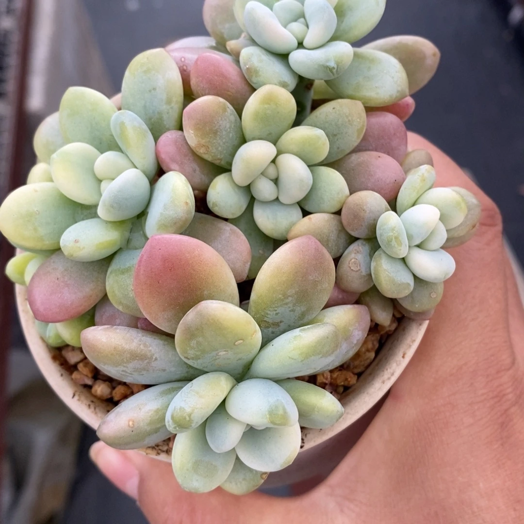 洛神锦群生一物一拍