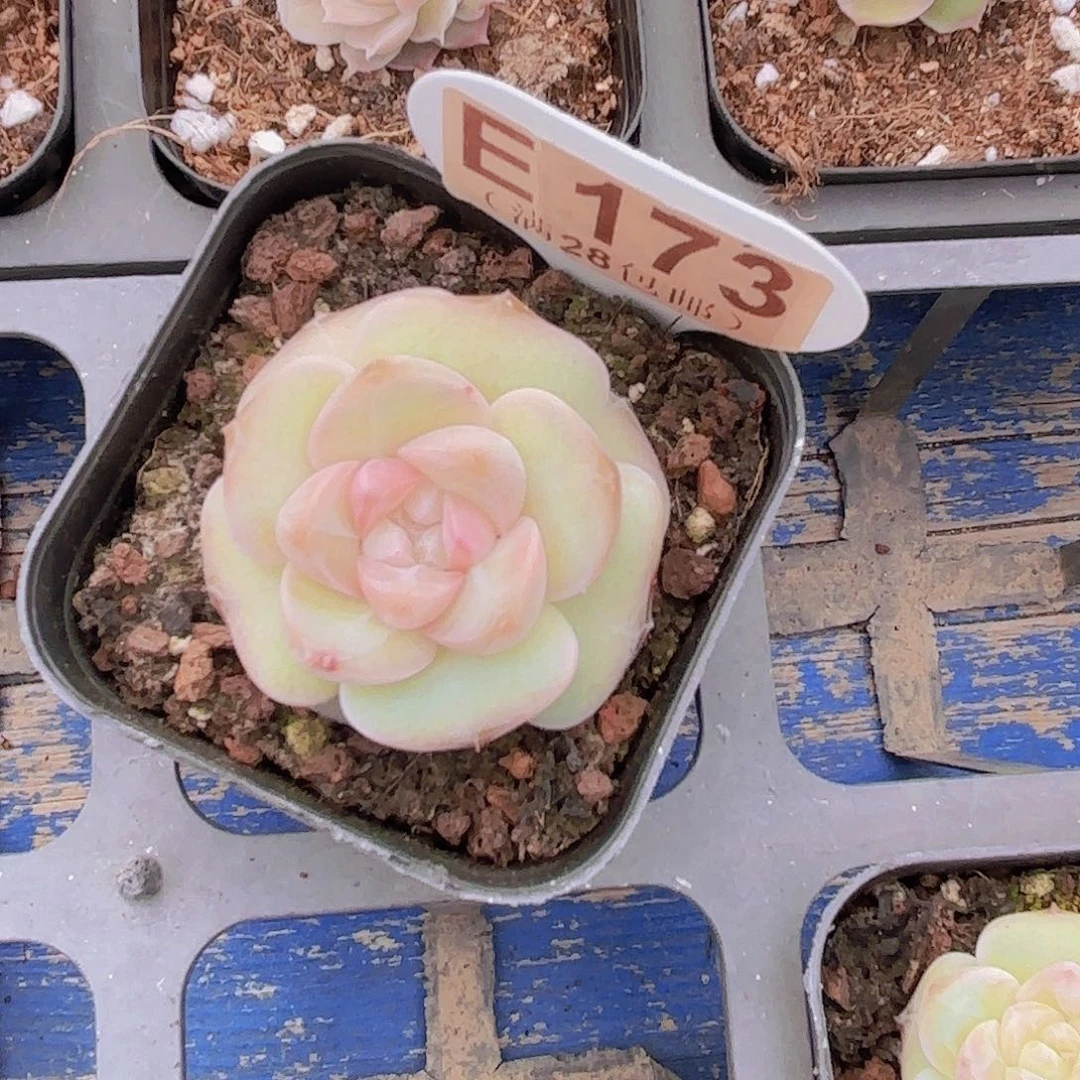 E173梦冰一物一拍