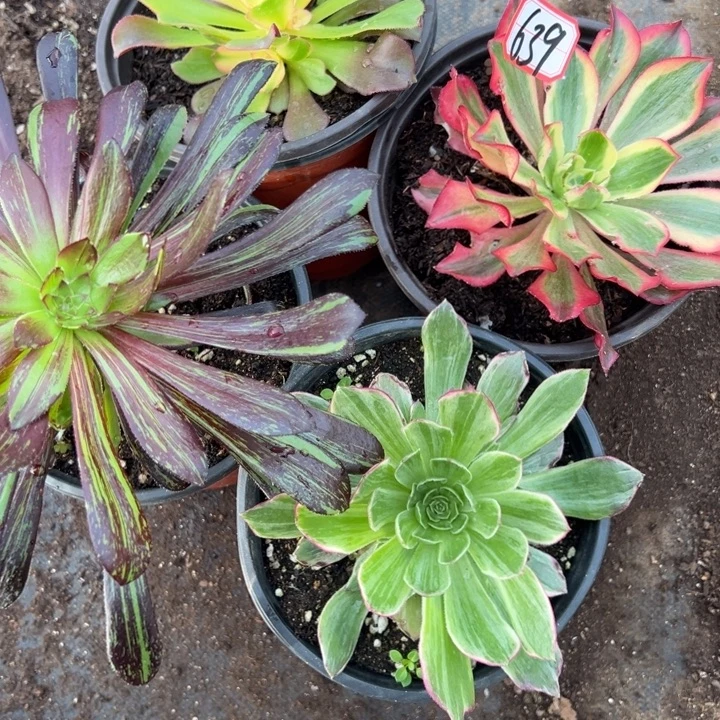 多肉植物639不售后