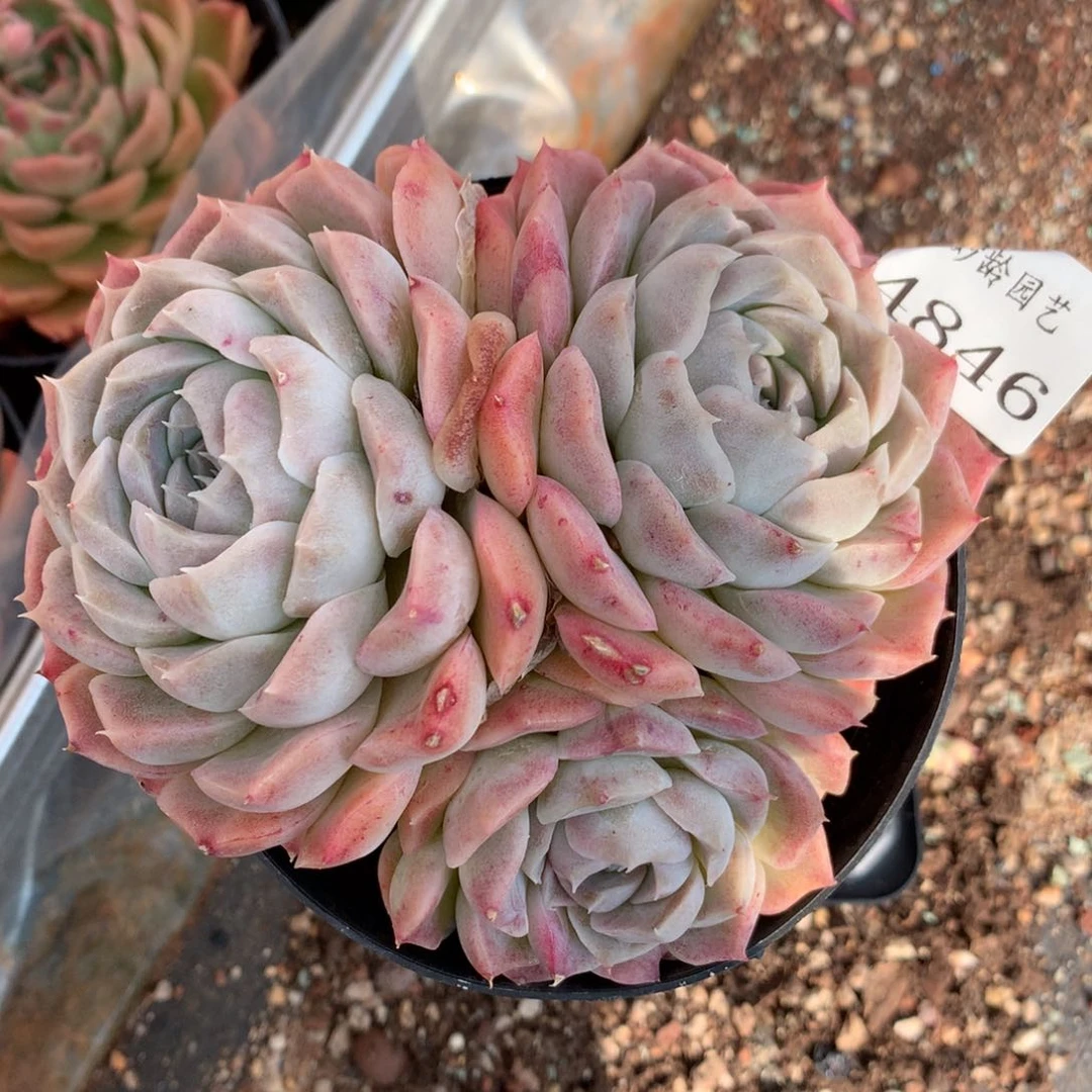 4846杂交多肉老桩