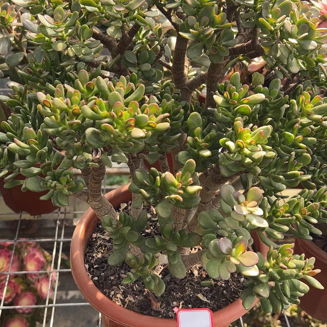 放***娃稀有变异带土球发货58